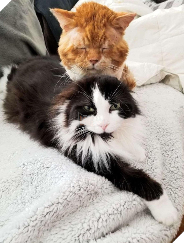 Chú mèo hoang liên tục gõ cửa kính và kêu khóc để van xin hooman cho vào nhà giữa thời tiết lạnh giá 4