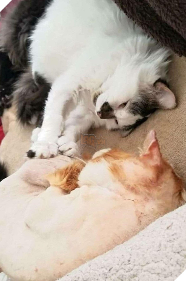 Chú mèo hoang liên tục gõ cửa kính và kêu khóc để van xin hooman cho vào nhà giữa thời tiết lạnh giá 5