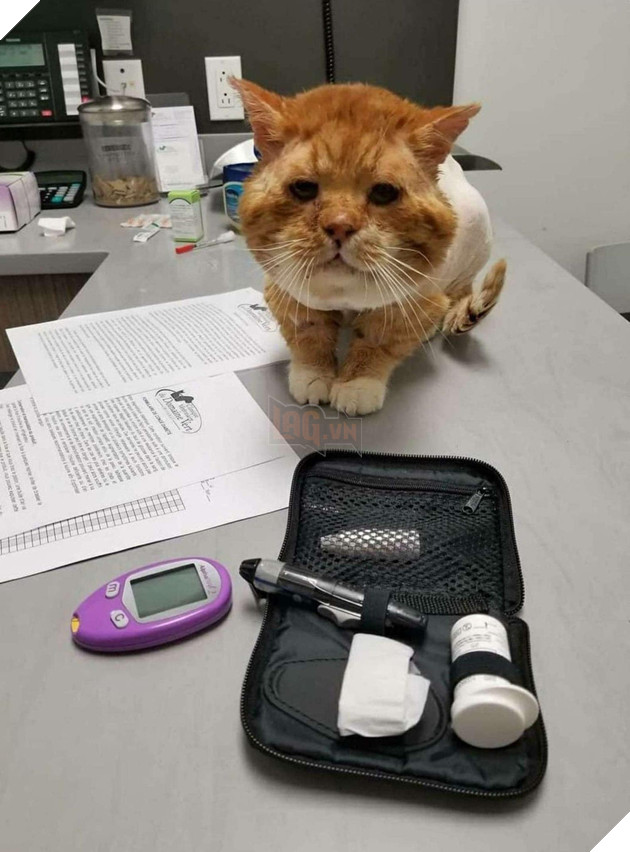 Chú mèo hoang liên tục gõ cửa kính và kêu khóc để van xin hooman cho vào nhà giữa thời tiết lạnh giá 3