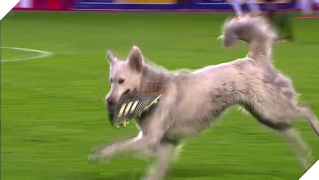 Khoảnh khắc trận bóng đá tạm dừng vì vị khách không mời &quot;hồn nhiên như cô tiên&quot;, tưởng sẽ phải &quot;lên thớt&quot; nào ngờ kết cục sau đó khiến ai cũng ấm lòng - Ảnh 1.