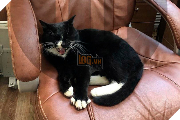 Được cứu từ bãi rác, chú mèo hoang trở thành Thứ trưởng Môi trường trong đúng một nốt nhạc - Ảnh 3.