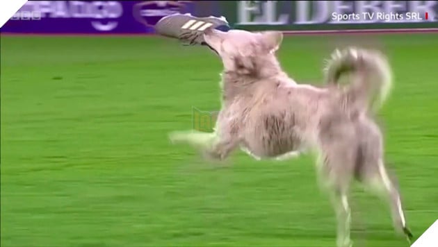 Khoảnh khắc trận bóng đá tạm dừng vì vị khách không mời &quot;hồn nhiên như cô tiên&quot;, tưởng sẽ phải &quot;lên thớt&quot; nào ngờ kết cục sau đó khiến ai cũng ấm lòng - Ảnh 3.