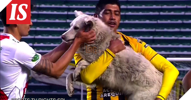 Trận bóng đá tạm dừng vì vị khách không mời hồn nhiên như cô tiên , tưởng sẽ bị xử lý nào ngờ kết cục lại cực ấm lòng 6