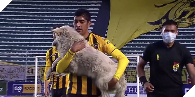 Trận bóng đá tạm dừng vì vị khách không mời hồn nhiên như cô tiên , tưởng sẽ bị xử lý nào ngờ kết cục lại cực ấm lòng 5