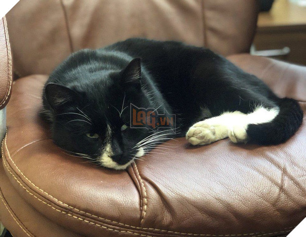 Được cứu từ bãi rác, chú mèo hoang trở thành Thứ trưởng Môi trường trong đúng một nốt nhạc - Ảnh 4.