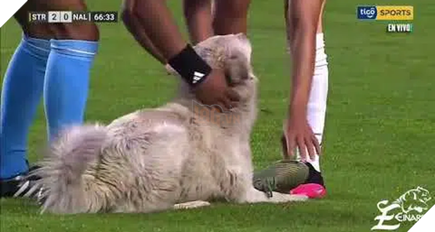 Khoảnh khắc trận bóng đá tạm dừng vì vị khách không mời &quot;hồn nhiên như cô tiên&quot;, tưởng sẽ phải &quot;lên thớt&quot; nào ngờ kết cục sau đó khiến ai cũng ấm lòng - Ảnh 4.