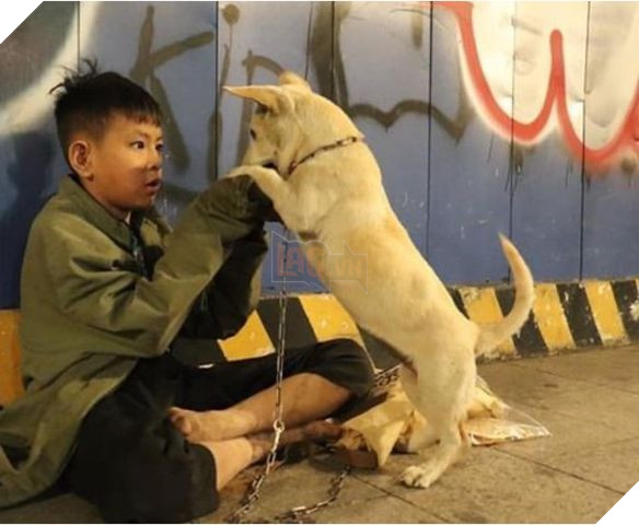 Cậu bé ôm cún cưng co ro giữa đêm giao thừa trên phố Nguyễn Huệ:”em ước có một mái nhà che nắng mưa 5