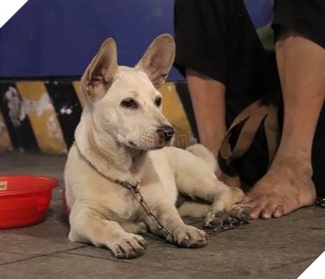 Cậu bé ôm cún cưng co ro giữa đêm giao thừa trên phố Nguyễn Huệ:”em ước có một mái nhà che nắng mưa 2