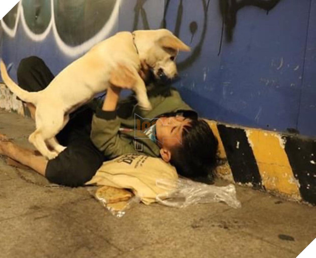 Cậu bé ôm cún cưng co ro giữa đêm giao thừa trên phố Nguyễn Huệ:”em ước có một mái nhà che nắng mưa 3