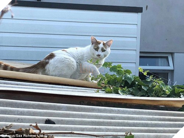 Siêu trộm mèo chuyên lấy... đồ lót từ nhà hàng xóm về tặng chủ - Ảnh 1.