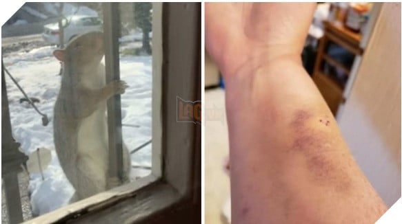  Chuyện kinh dị có thật Khung cảnh bầy sóc điên cuồng tấn công con người tại Mỹ trông không khác gì phim kinh dị 2