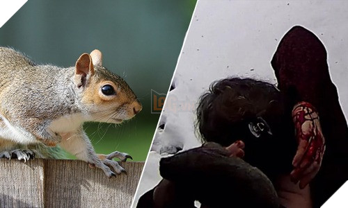  Chuyện kinh dị có thật Khung cảnh bầy sóc điên cuồng tấn công con người tại Mỹ trông không khác gì phim kinh dị