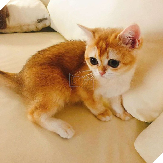 YouTuber Hàn Quốc đốn tim dân mạng thân hình sexy và đặc biệt tình yêu dành cho mèo 3