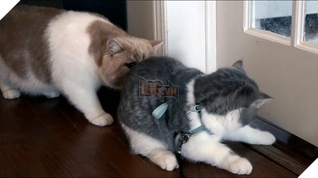 Cat loves to sniff bum - YouTube