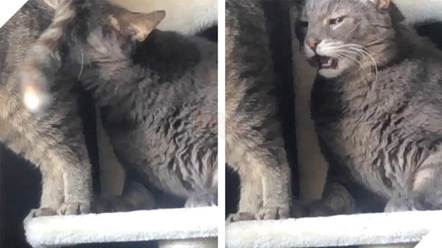 Cat Pulls Face After Sniffing Friend's Butt - YouTube