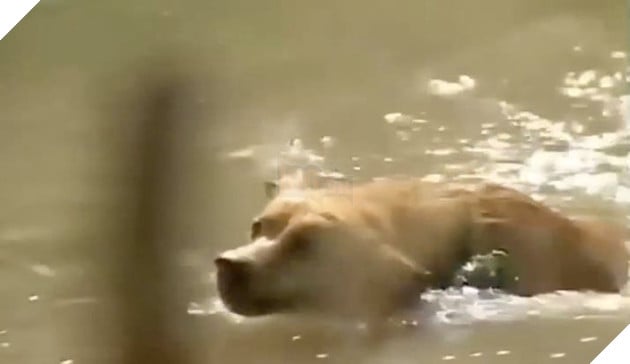  
Chú chó thuần Việt trong Đất Phương Nam được chia sẻ và yêu mến không ngừng vì khả năng diễn xuất đỉnh của mình. (Ảnh cắt từ clip)