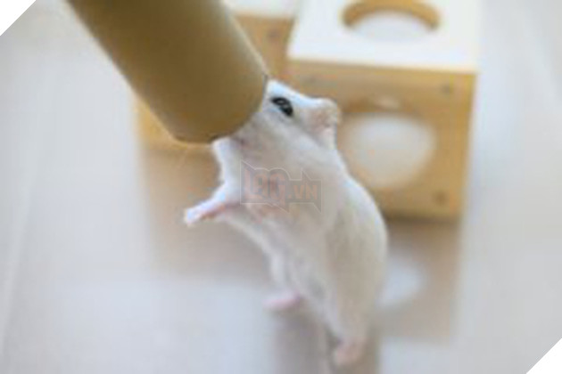 Chú chuột hamster đáng yêu nhất MXH Việt hôm nay: &quot;Quốc tịch&quot; Nhật Bản, đáng yêu hết phần thiên hạ với những kiểu tạo dáng độc đáo hết nấc - Ảnh 1.