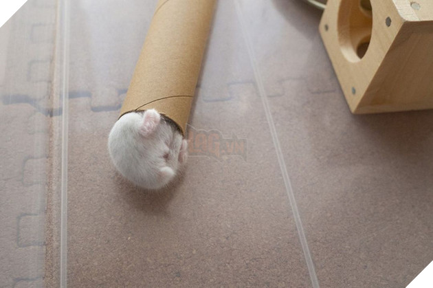 Chú chuột hamster đáng yêu nhất MXH Việt hôm nay: &quot;Quốc tịch&quot; Nhật Bản, đáng yêu hết phần thiên hạ với những kiểu tạo dáng độc đáo hết nấc - Ảnh 1.