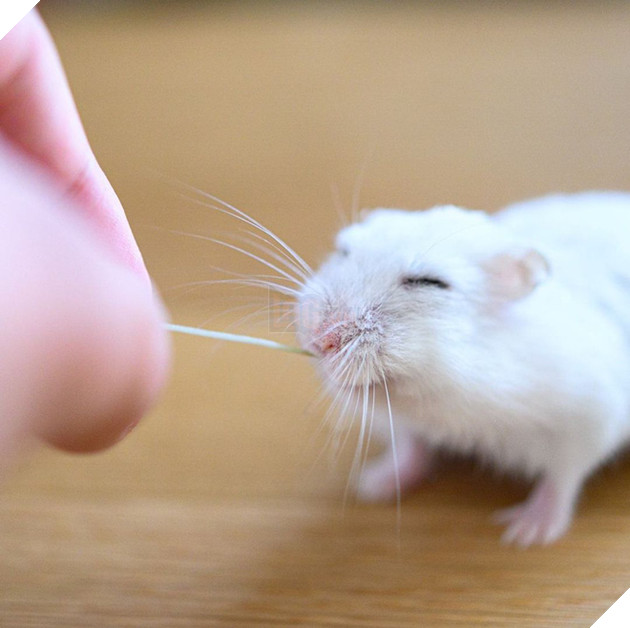 Chú chuột hamster đáng yêu nhất MXH Việt hôm nay: &quot;Quốc tịch&quot; Nhật Bản, đáng yêu hết phần thiên hạ với những kiểu tạo dáng độc đáo hết nấc - Ảnh 3.