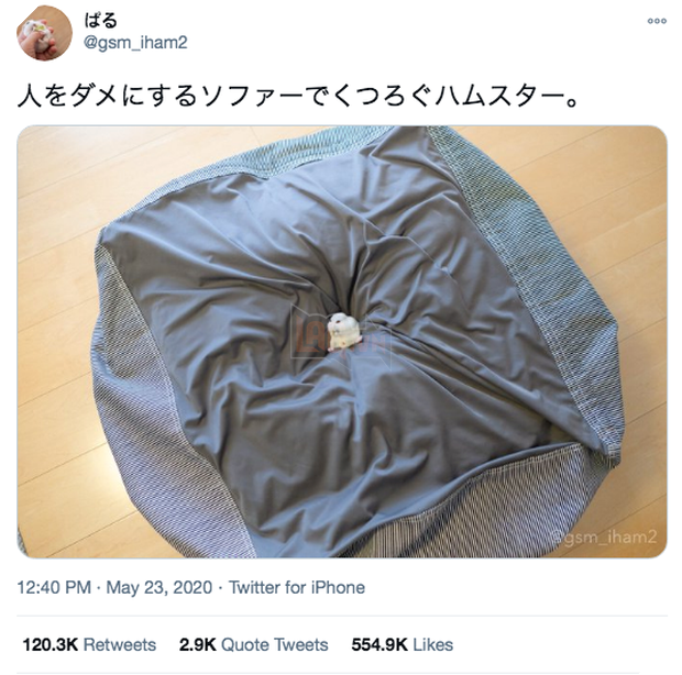 Chú chuột hamster đáng yêu nhất MXH Việt hôm nay: Quốc tịch Nhật Bản, đáng yêu hết phần thiên hạ với những kiểu tạo dáng độc đáo hết nấc - Ảnh 4.