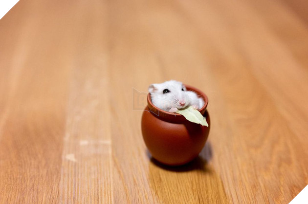 Chú chuột hamster đáng yêu nhất MXH Việt hôm nay: &quot;Quốc tịch&quot; Nhật Bản, đáng yêu hết phần thiên hạ với những kiểu tạo dáng độc đáo hết nấc - Ảnh 1.