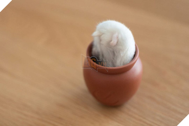 Chú chuột hamster đáng yêu nhất MXH Việt hôm nay: &quot;Quốc tịch&quot; Nhật Bản, đáng yêu hết phần thiên hạ với những kiểu tạo dáng độc đáo hết nấc - Ảnh 1.