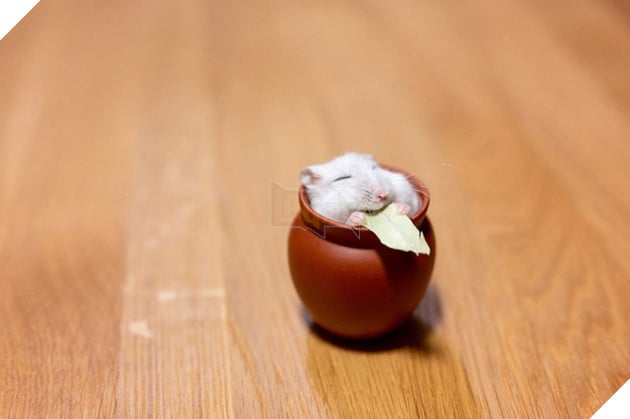 Chú chuột hamster đáng yêu nhất MXH Việt hôm nay: &quot;Quốc tịch&quot; Nhật Bản, đáng yêu hết phần thiên hạ với những kiểu tạo dáng độc đáo hết nấc - Ảnh 3.