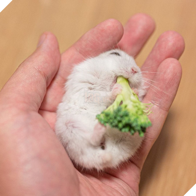 Chú chuột hamster đáng yêu nhất MXH Việt hôm nay: &quot;Quốc tịch&quot; Nhật Bản, đáng yêu hết phần thiên hạ với những kiểu tạo dáng độc đáo hết nấc - Ảnh 3.