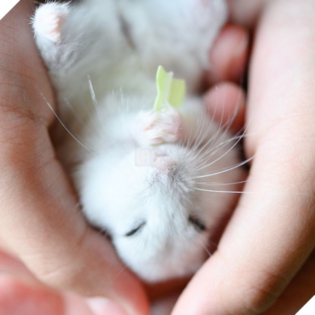 Chú chuột hamster đáng yêu nhất MXH Việt hôm nay: &quot;Quốc tịch&quot; Nhật Bản, đáng yêu hết phần thiên hạ với những kiểu tạo dáng độc đáo hết nấc - Ảnh 3.