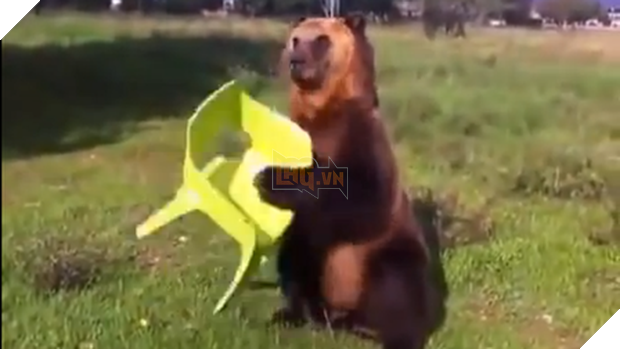 Hai du khách Nga đấm ngất gấu trong công viên Quốc gia vì tưởng là bảo vệ đi soát vé - Ảnh 1.