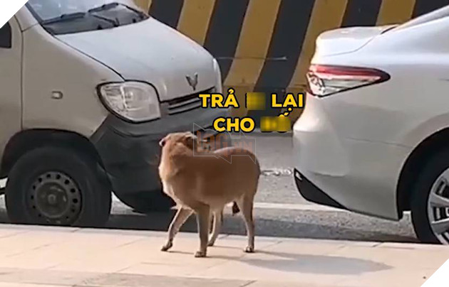  
Chú sủa như muốn "bắt đền" người ta vậy đó. (Ảnh: Chụp màn hình)