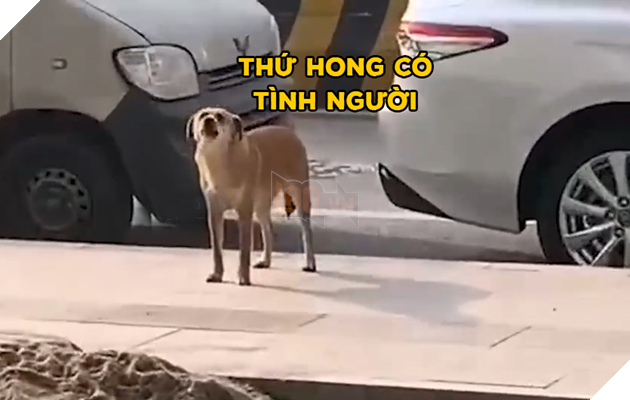  
Chú chó đều đặn đến sủa trước phòng khám. (Ảnh: Chụp màn hình)