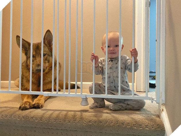 Chú chó đặc vụ nổi tiếng khắp MXH nhờ gương mặt ra đường là cá mập, ở nhà là cá con hệt như sở hữu 2 nhân cách trái ngược nhau - Hình 10