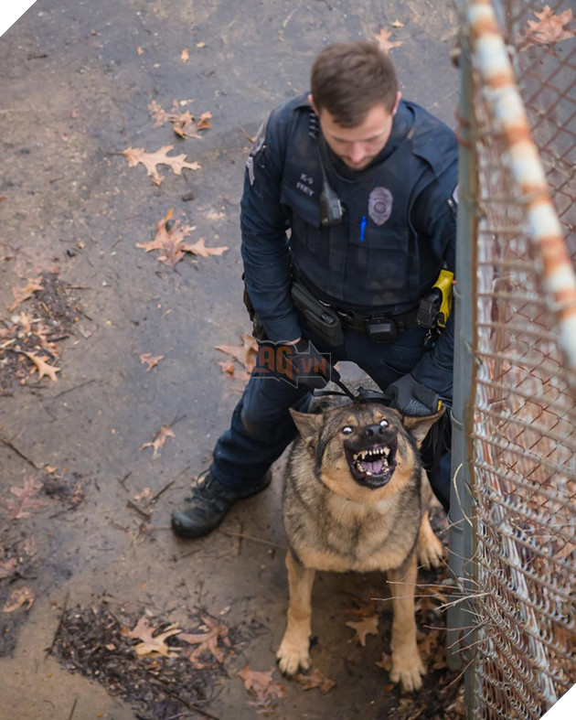 Chú chó đặc vụ nổi tiếng khắp MXH nhờ gương mặt ra đường là cá mập, ở nhà là cá con hệt như sở hữu 2 nhân cách trái ngược nhau - Hình 3