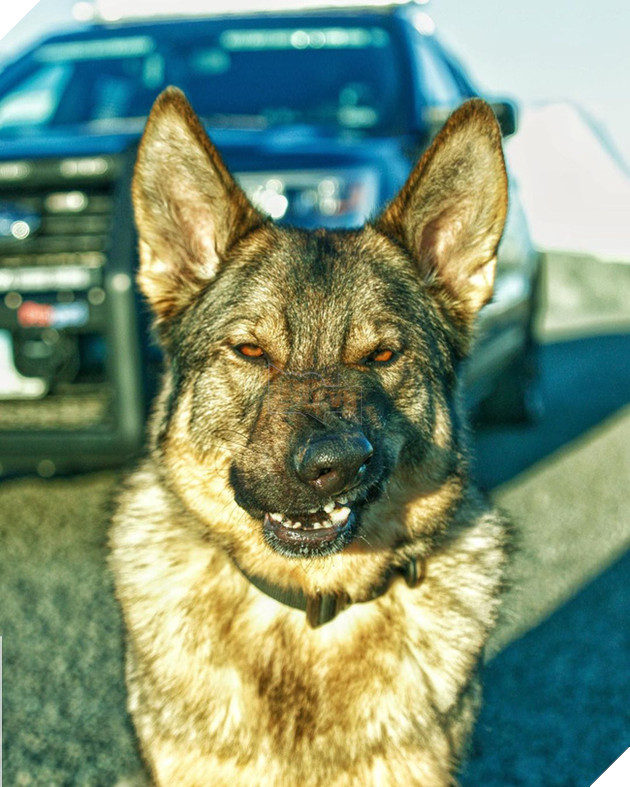 Chú chó đặc vụ nổi tiếng khắp MXH nhờ gương mặt ra đường là cá mập, ở nhà là cá con hệt như sở hữu 2 nhân cách trái ngược nhau - Hình 5