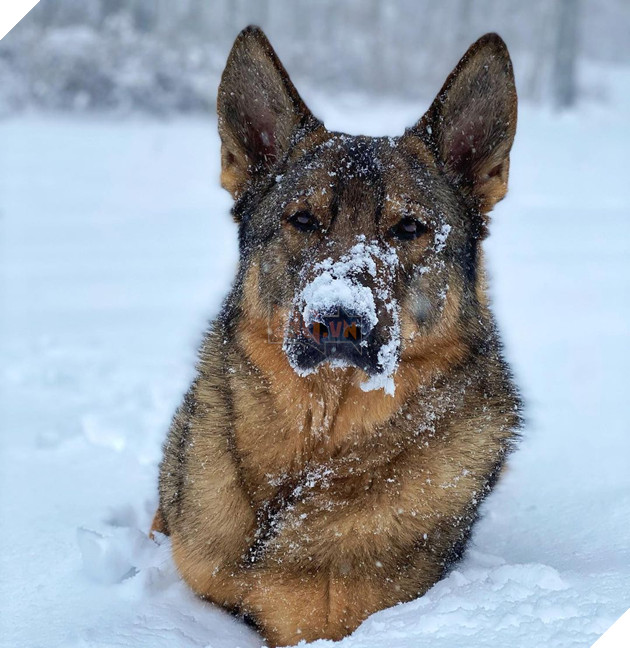 Chú chó đặc vụ nổi tiếng khắp MXH nhờ gương mặt ra đường là cá mập, ở nhà là cá con hệt như sở hữu 2 nhân cách trái ngược nhau - Hình 8