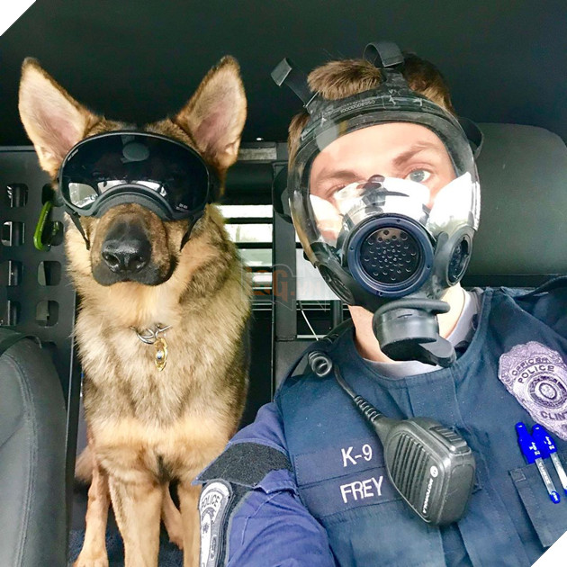 Chú chó đặc vụ nổi tiếng khắp MXH nhờ gương mặt ra đường là cá mập, ở nhà là cá con hệt như sở hữu 2 nhân cách trái ngược nhau - Hình 7