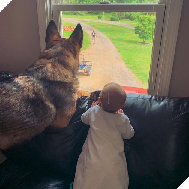 Chú chó đặc vụ nổi tiếng khắp MXH nhờ gương mặt ra đường là cá mập, ở nhà là cá con hệt như sở hữu 2 nhân cách trái ngược nhau - Hình 12