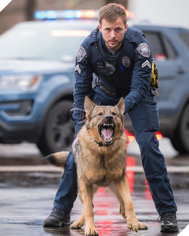 Chú chó đặc vụ nổi tiếng khắp MXH nhờ gương mặt ra đường là cá mập, ở nhà là cá con hệt như sở hữu 2 nhân cách trái ngược nhau - Hình 4