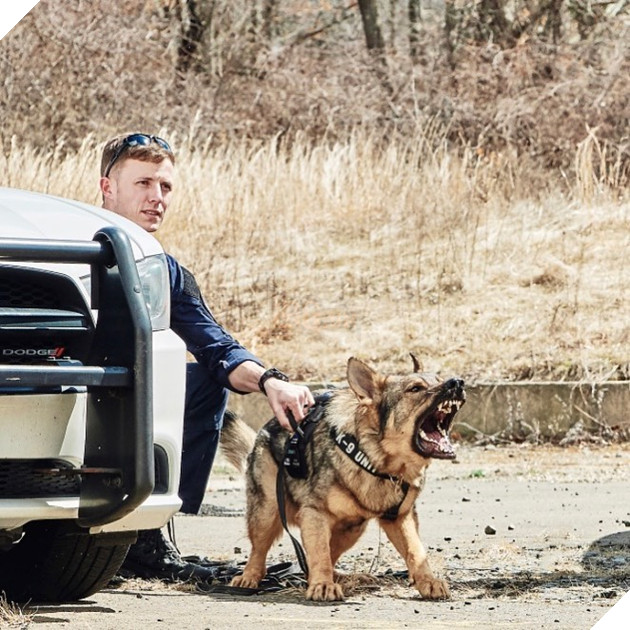 Chú chó đặc vụ nổi tiếng khắp MXH nhờ gương mặt ra đường là cá mập, ở nhà là cá con hệt như sở hữu 2 nhân cách trái ngược nhau - Hình 6