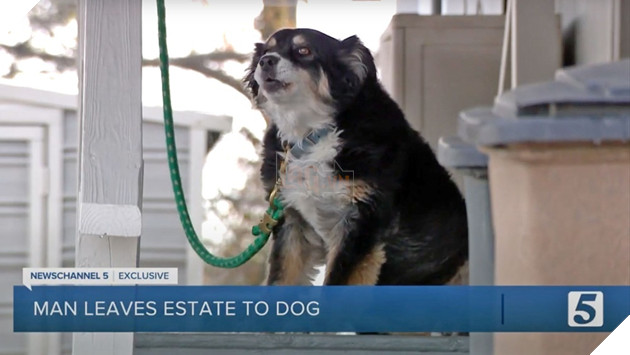  
Con chó Lulu bỗng trở thành đại gia sau khi ông chủ qua đời. (Ảnh: News Channel 5)