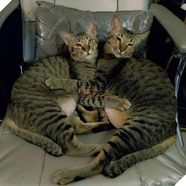 Karaoke tay vịn xưa rồi, bây giờ phải chơi cả tha thu tay vịn mới ngầu 8