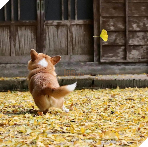  
Hình ảnh cực dễ thương của Gen. (Ảnh: Instagram)