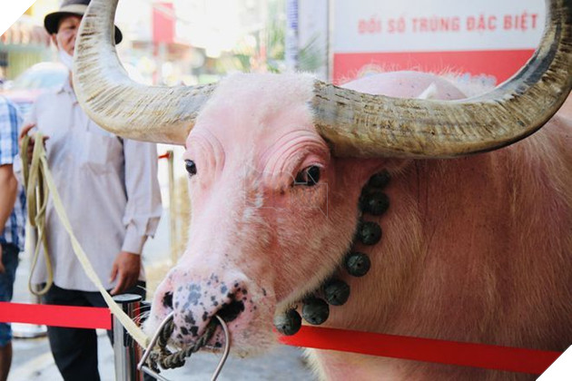  
Con trâu hiếm có đến nay đã được 35 tuổi. (Ảnh: Thanh Niên)