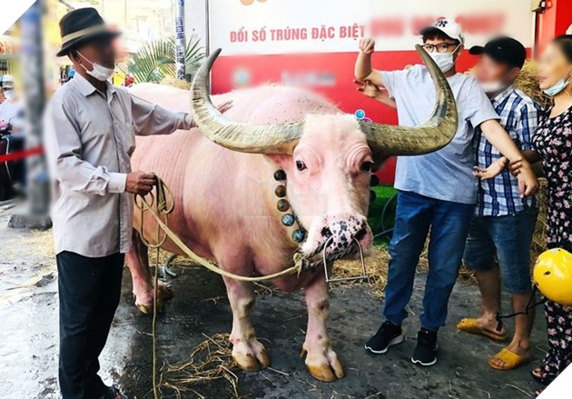  
Mọi người ai cũng muốn cùng chụp ảnh với con trâu hồng này. (Ảnh: Thanh Niên)