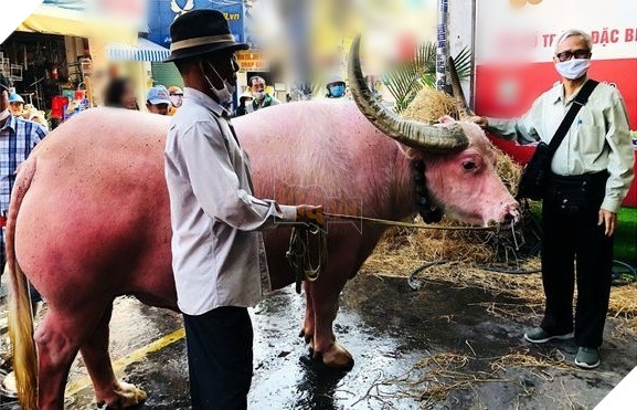  
Con trâu với toàn bộ phần da và lông màu hồng vô cùng đặc biệt. (Ảnh: N.Q)