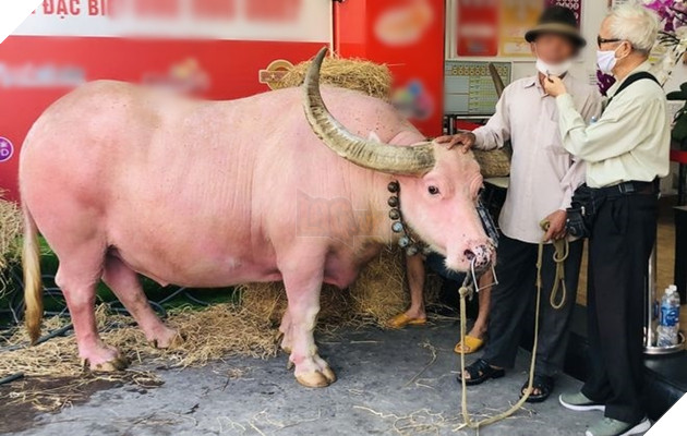  
Sự xuất hiện của nó đã thu hút lòng hiếu kỳ của rất nhiều người. (Ảnh: Thanh Niên)