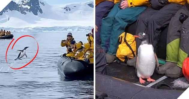 CHIM CÁNH CỤT QUÁ GIANG THUYỀN CỦA HOOMAN ĐỂ TRỐN CÁ VOI SÁT THỦ 2