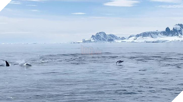 CHIM CÁNH CỤT QUÁ GIANG THUYỀN CỦA HOOMAN ĐỂ TRỐN CÁ VOI SÁT THỦ