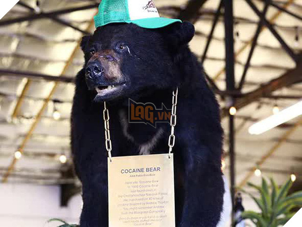 Cocaine Bear: Chuyện về chú gấu đen đủi ăn hết hơn 30 cân ma túy, những gì xảy ra sau đó đã đi vào huyền thoại - Ảnh 2.